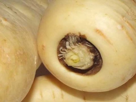hoe lang moet pastinaak koken hoe lang moet pastinaak koken