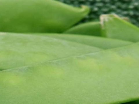 hoe lang moeten peultjes koken? de jonge peulen van de doperwtenplant.