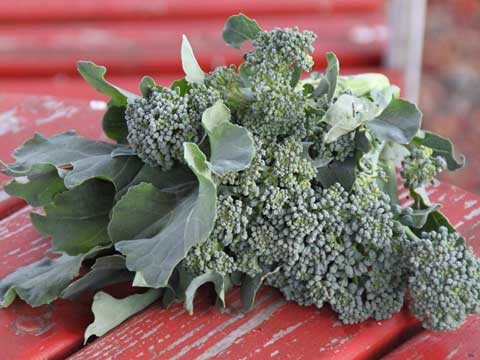 Broccoli Koken