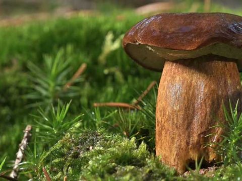 Kastanjechampignons bakken